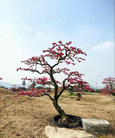 红梅如何造型