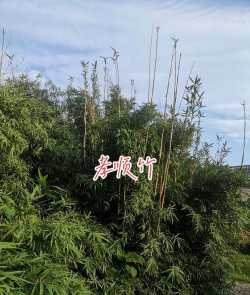 孝顺竹栽培技术