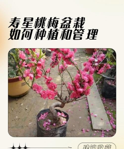 寿星桃的栽培技术