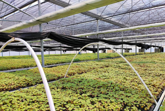 家庭养花用生根粉