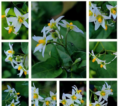 小花龙葵什么时候开花