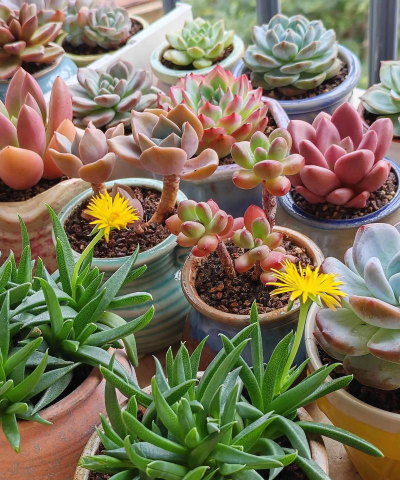 家庭养花用生根粉