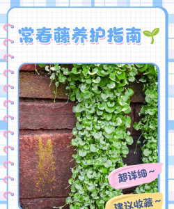 怎么修剪常春藤