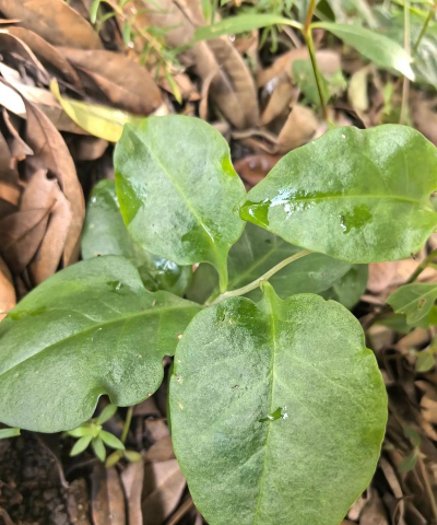 土三七属于什么科植物