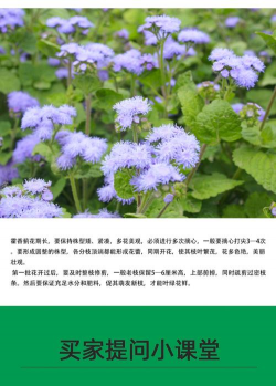 藿香蓟用什么土养