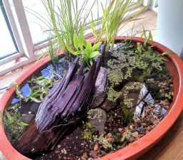 家庭养花用生根粉