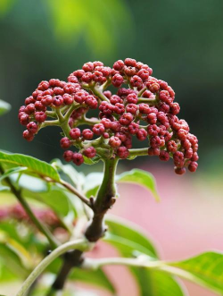 吴茱萸是什么样