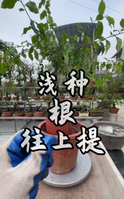 家庭养花用生根粉