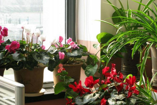 家庭养花用生根粉