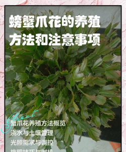 螃蟹爪怎么养殖方法