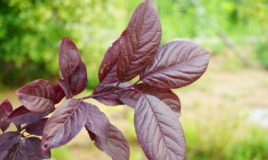 紫叶李叶子叫什么