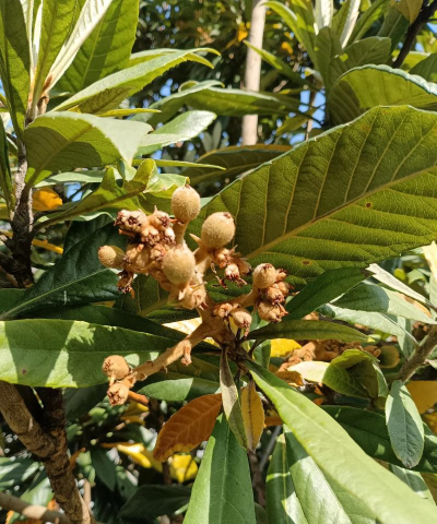 法国枇杷是什么科的