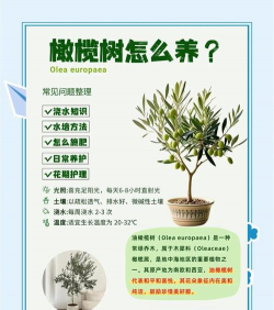 橄榄树怎么养护