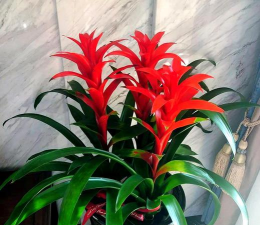 怎么选红运当头