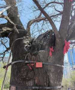 聊城市树是什么