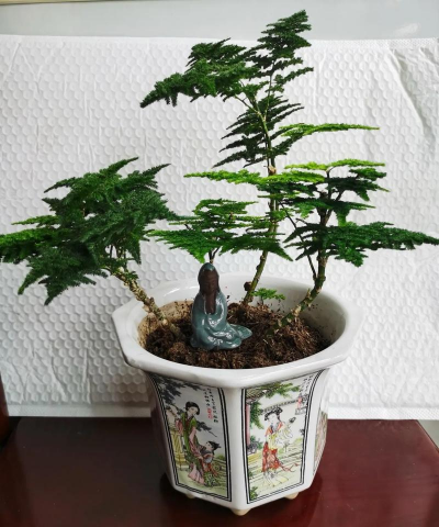 家庭养花用生根粉