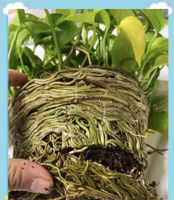 家庭养花用生根粉