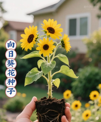 家庭养花用生根粉