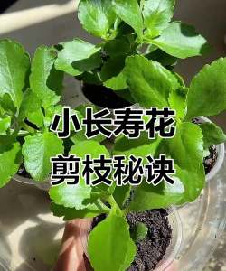 家庭养花用生根粉