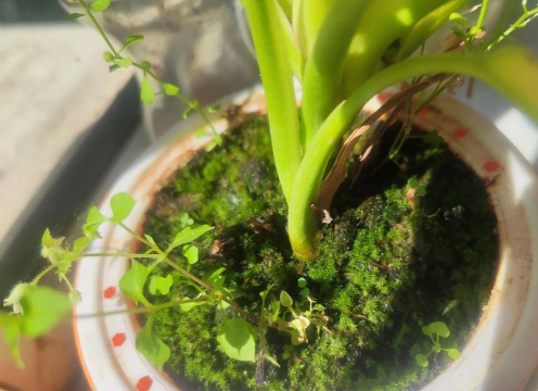 家庭养花用生根粉