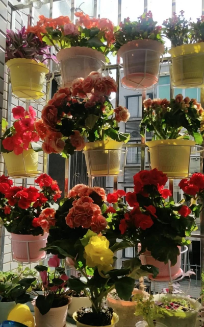 家庭养花用生根粉