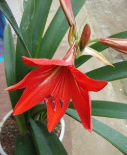 宽厚长叶 是什么花