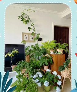 家庭养花用生根粉