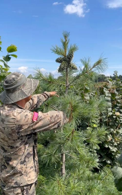 红松幼林嫁接