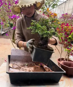 家庭养花用生根粉