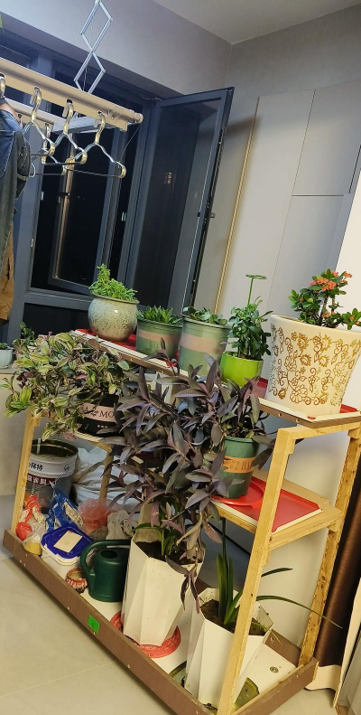 家庭养花用生根粉