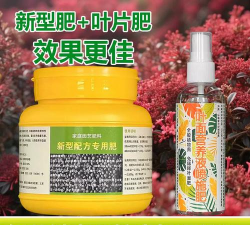 红花继木施什么肥料