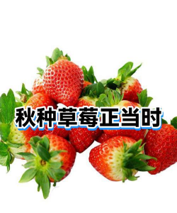 秋植草莓正当时 秋植草莓正当时