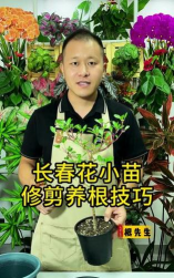 家庭养花用生根粉