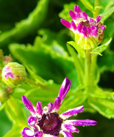 瓜叶菊叫什么花