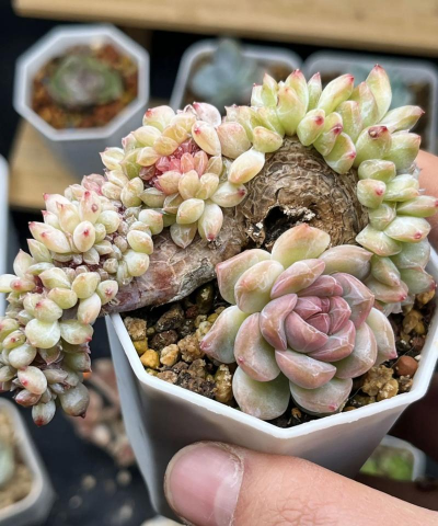 家庭养花用生根粉