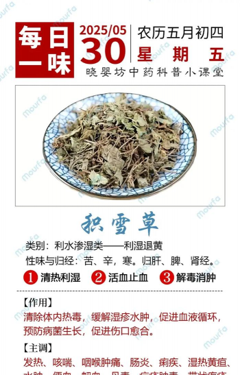 积雪草有什么气味