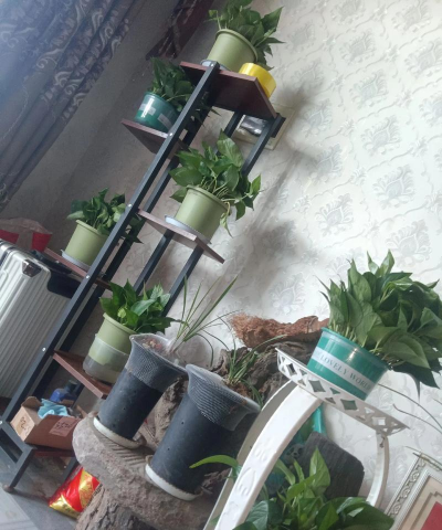 家庭养花用生根粉