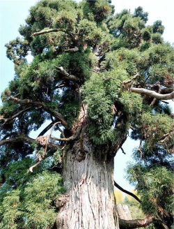 衢州市市树是什么