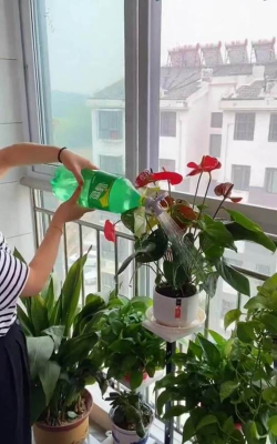 家庭养花用生根粉