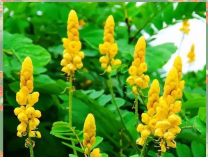 翅荚决明是什么