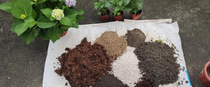 家庭养花用生根粉