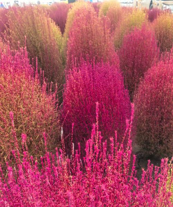 盐碱地种什么花卉