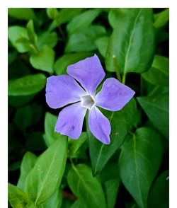 长春蔓夏天怎么浇水