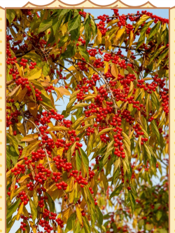 忍冬的果实什么样子