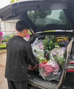 家庭养花用生根粉