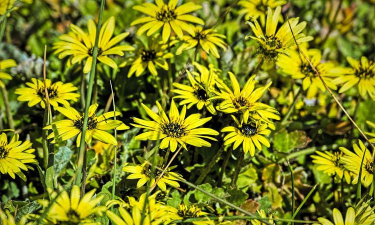 海角草学名叫什么