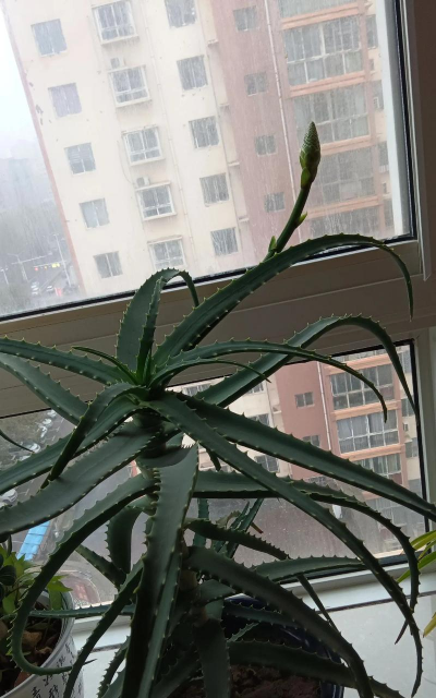 花卉龙爪什么样