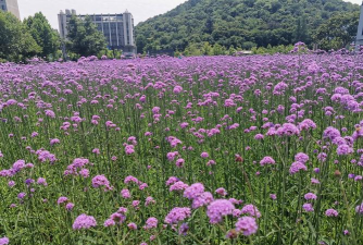 马鞭草开什么花