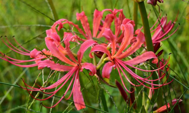 石蒜石蒜花长得像什么