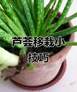 芦荟怎么移栽小芦荟
